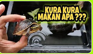 Kura Kura Makan Apa